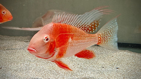 ALBINO THREADFIN ACARA 13CM - ACARICHTHYS HECKELII