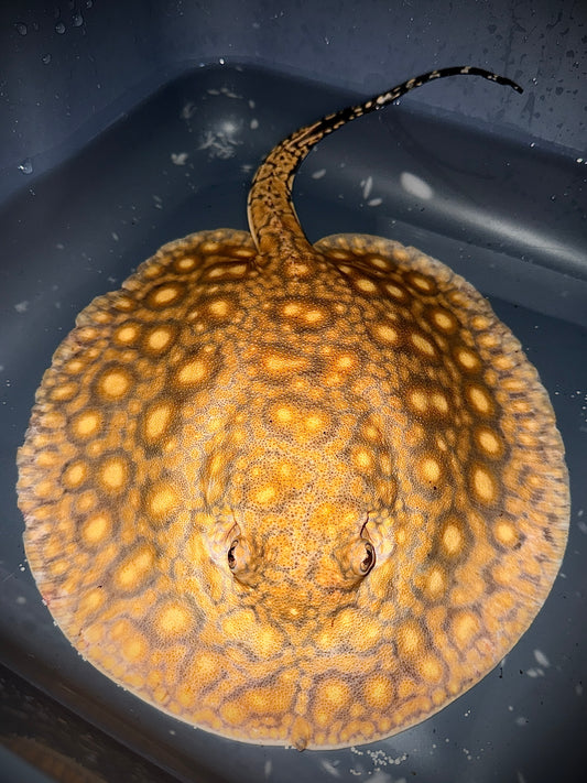 BOESEMANI 75% X KING HENLEI 25% MALE 25CM - POTAMOTRYGON SP. (much stronger than Boes.)
