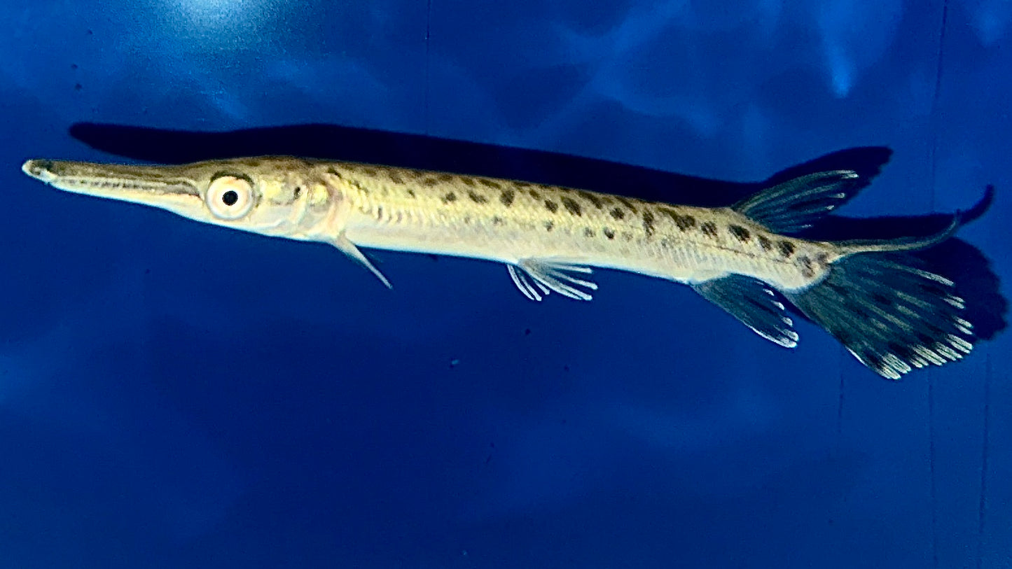 Alligator Gar 15cm