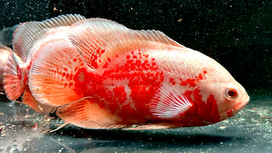 Albino Oscar 18cm (more red)