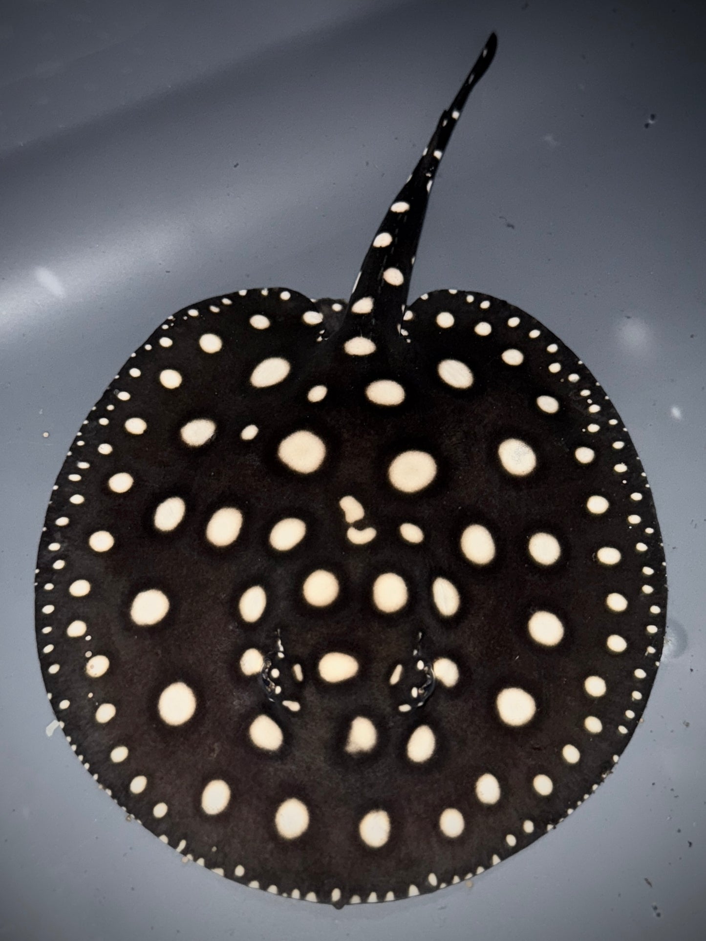 Black Diamond Leopoldi Male 12cm (100% real pure wild bloodline that get more beautiful with age) Check out the video!