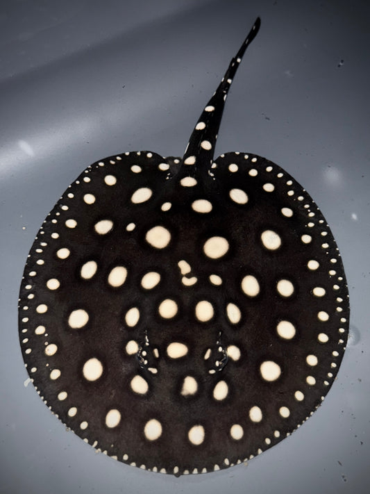 Black Diamond Leopoldi Male 12cm (100% real pure wild bloodline that get more beautiful with age) Check out the video!