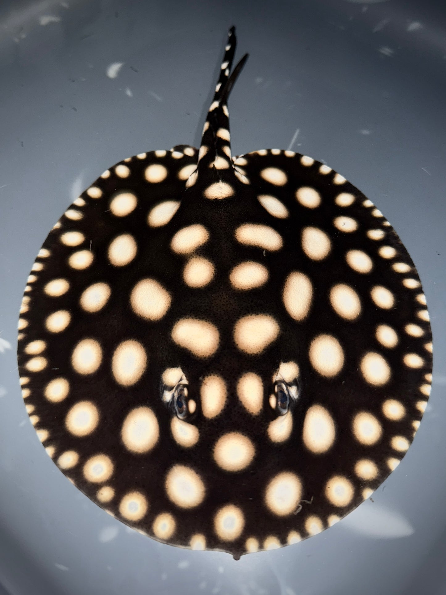 Black Diamond Hybrid Male 16cm