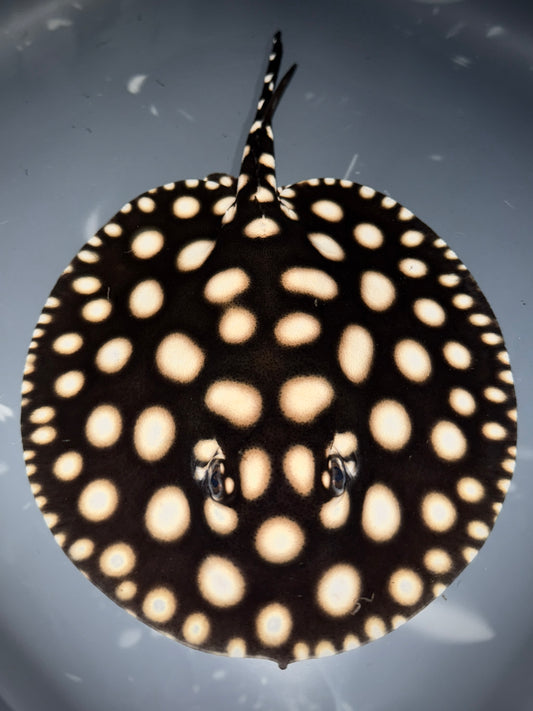 Black Diamond Hybrid Male 16cm