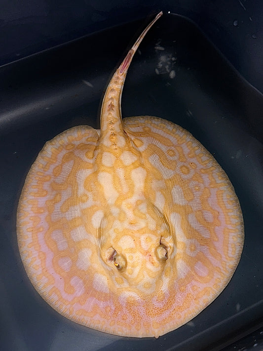 Albino Special Male 22cm