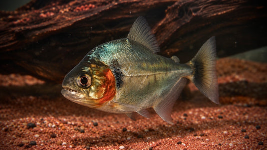 PIRANHA MANUELI 12CM - SERRASALMUS MANUELI
