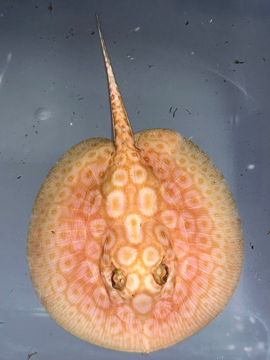 Red Albino Pearl Female 16cm