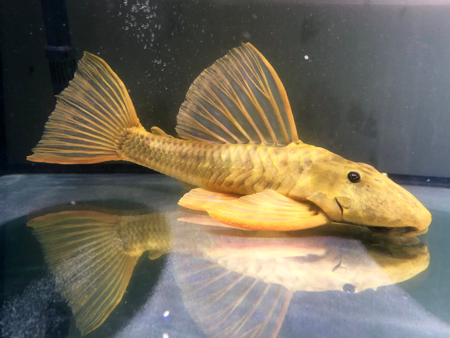 Luteus 45cm (ask for availability)