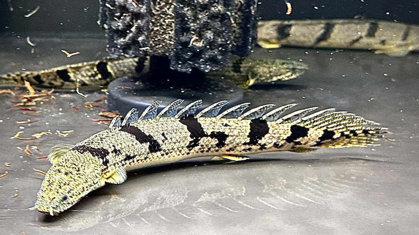 Polypterus Delhezi 25cm (wild)