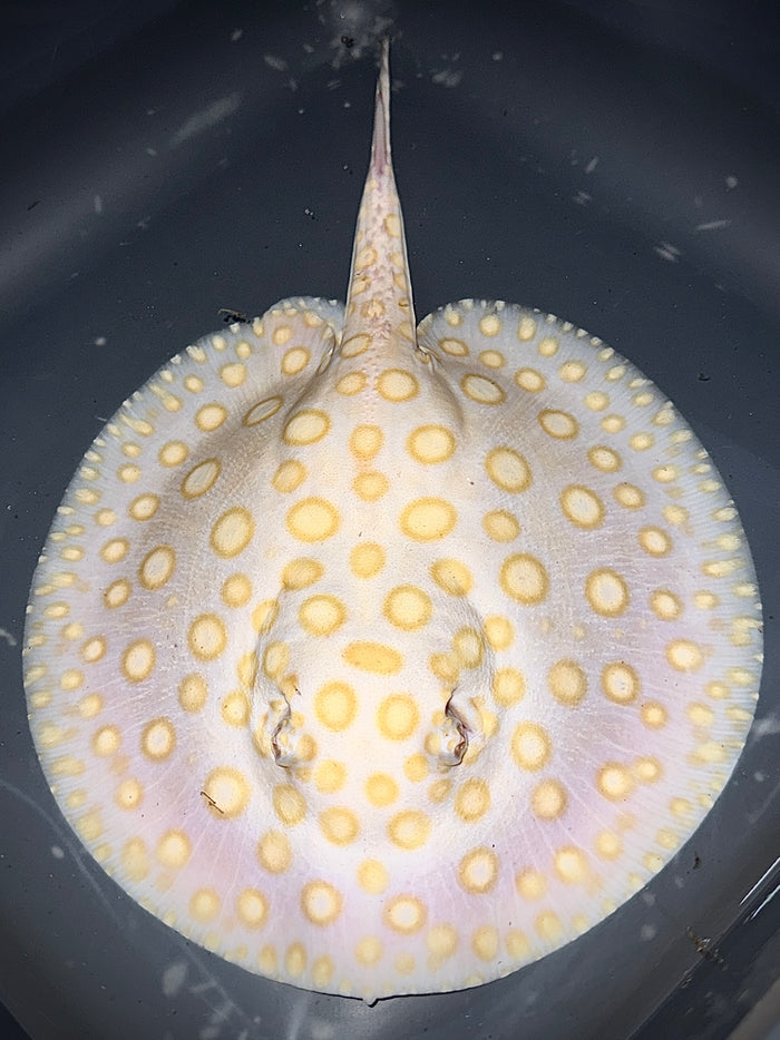 ALBINO BLACK DIAMOND MALE 25CM - POTAMOTRYGON LEOPOLDI (superrare red base pure blood)