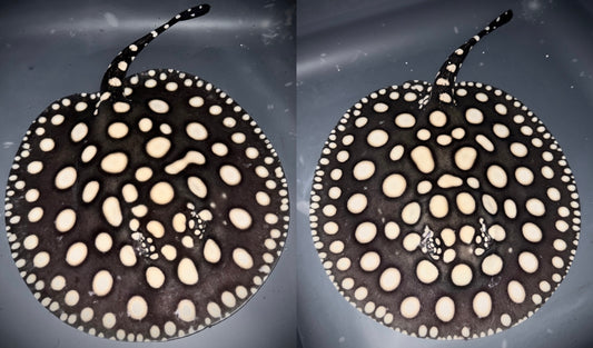 BLACK DIAMOND PAIR 20CM SELECTED - POTAMOTRYGON LEOPOLDI (pure wild bloodline guaranteed)