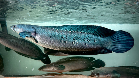 PEACOCK EMPEROR SNAKEHEAD 45CM - CHANNA MARULIOIDES (very greenblue shine)
