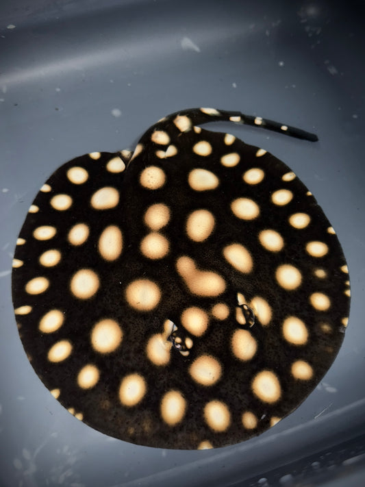 BD Hybrid female 18cm