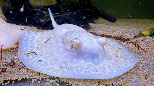Albino Goldenbase Pearl Female 12cm