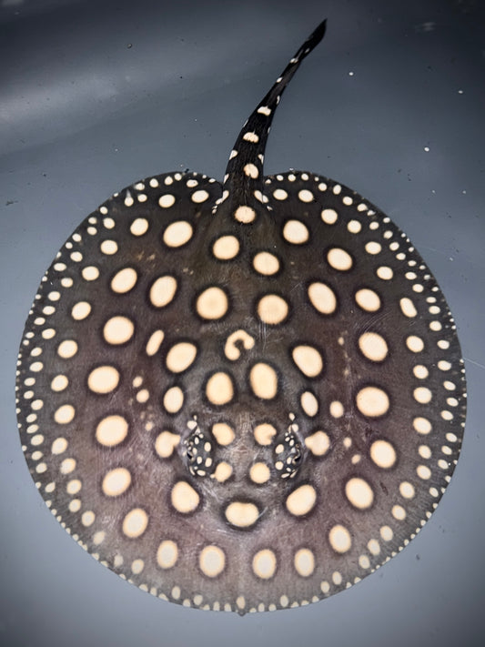 BLACK DIAMOND MALE 16CM - POTAMOTRYGON LEOPOLDI (pure wild bloodline guaranteed)