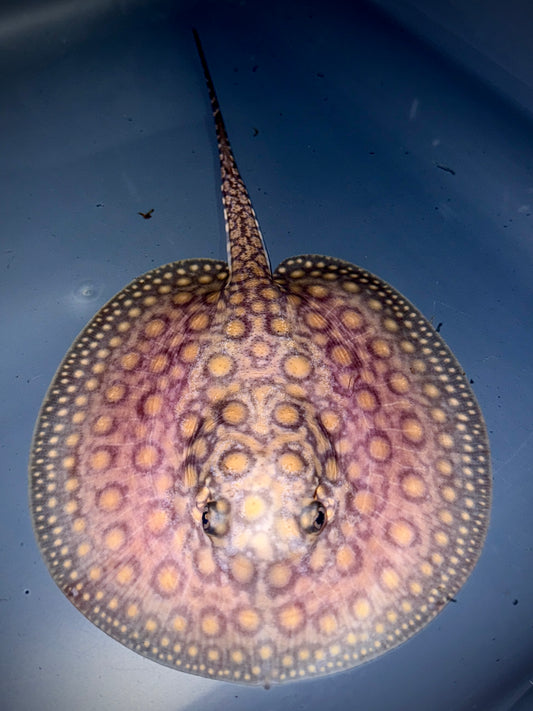 Marbled Motoro male 13cm