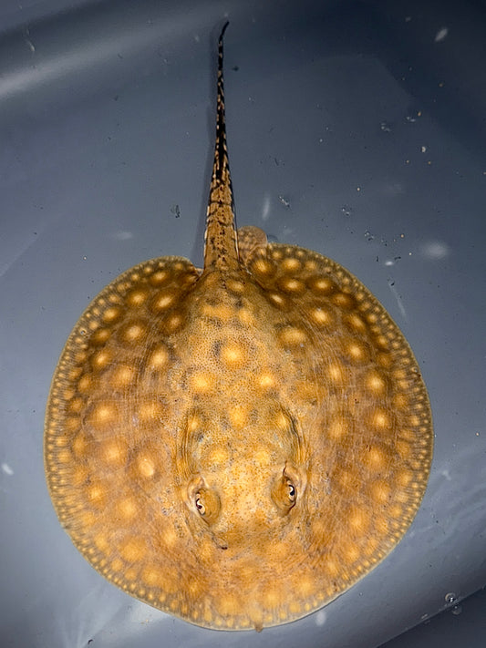 Boesemani 75% x King Henlei 25% Male 14 cm (unique and will become very colorful and beautiful)