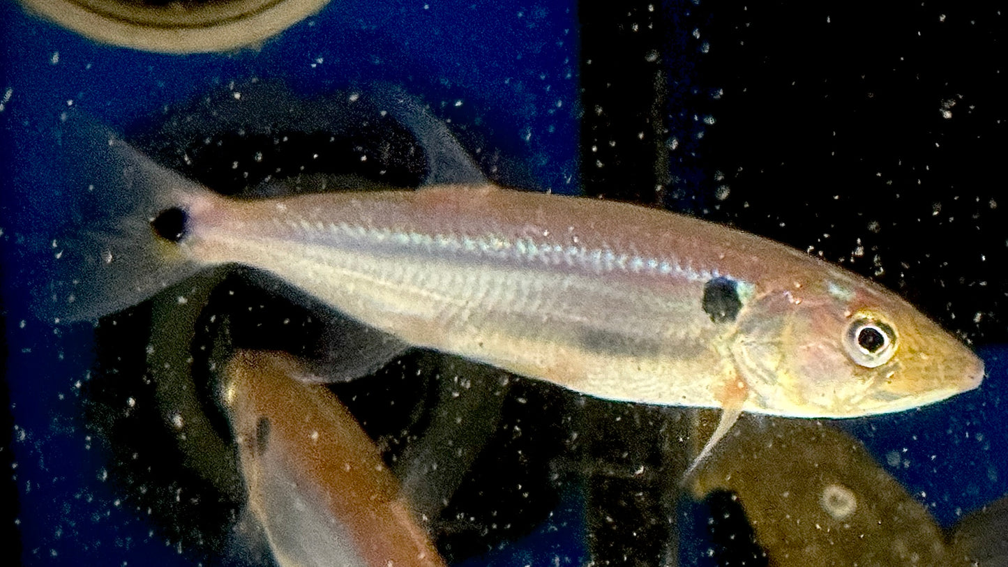 Red Tail Barracuda 12cm