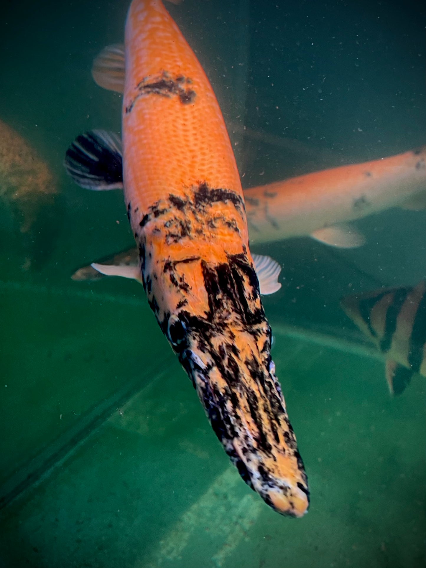 Black Orange Marbled Gar 60cm