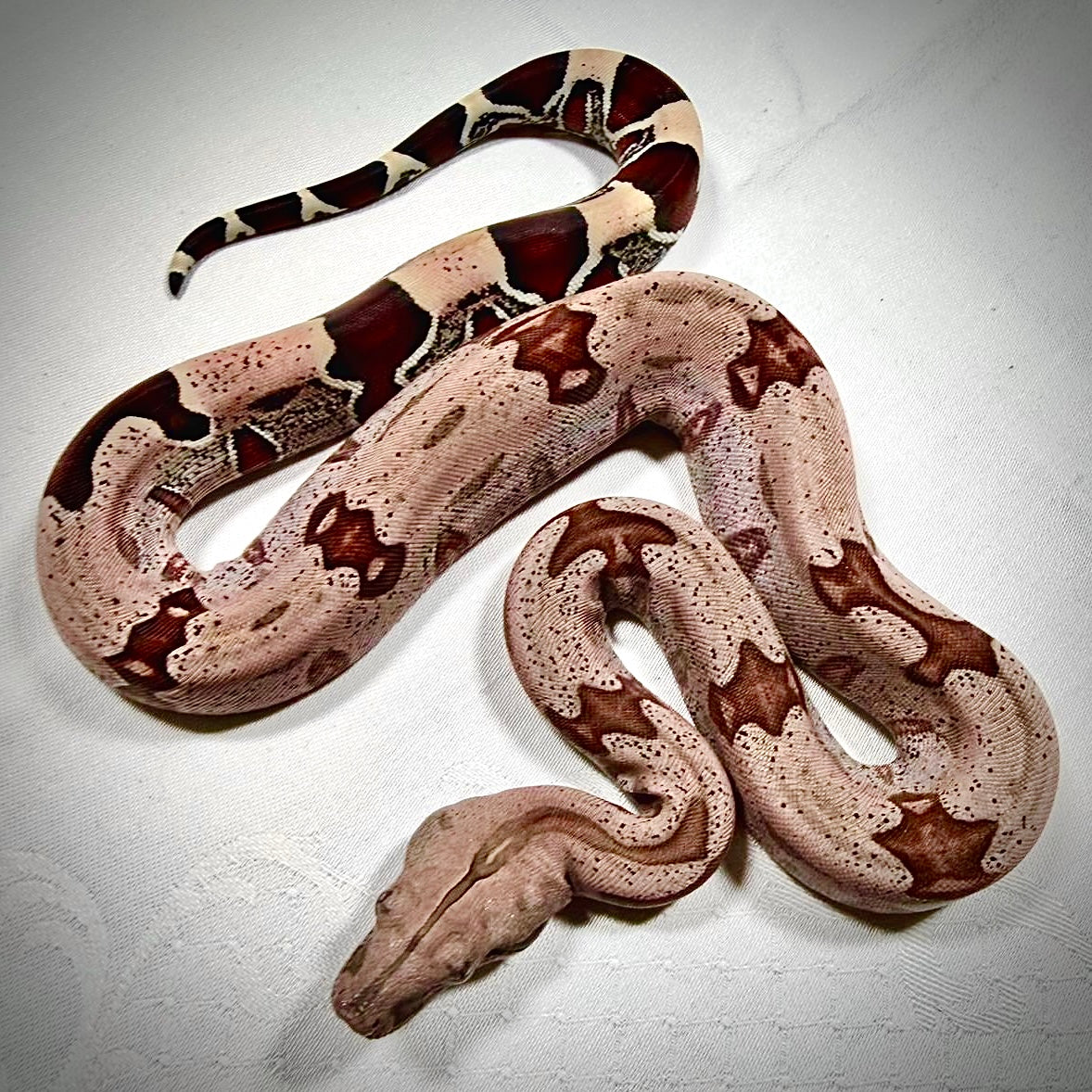 SURINAM REDTAIL BOA BROKOPONDO 40CM - BOA CONSTRICTOR CONSTRICTOR