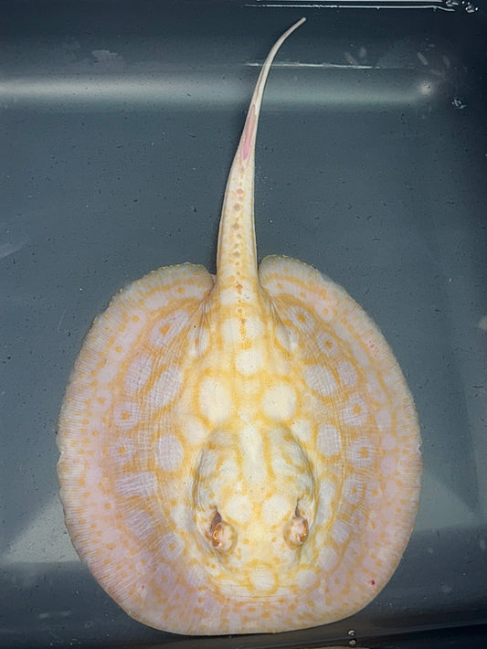 Albino Goldenbase Pearl Male 20cm (almost no spots only rings)