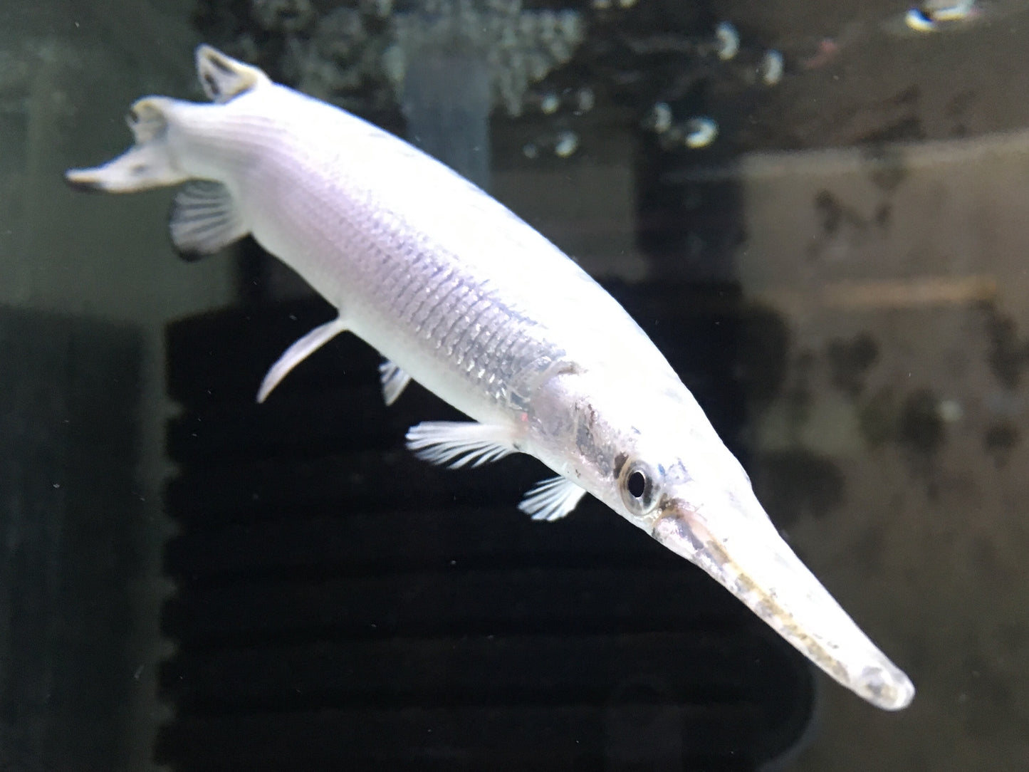 Platinum Florida Gar 20cm