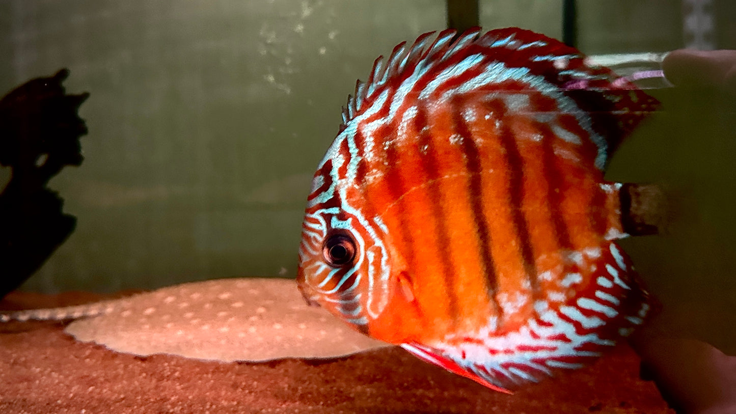 Wild Discus Blue Face (big size)