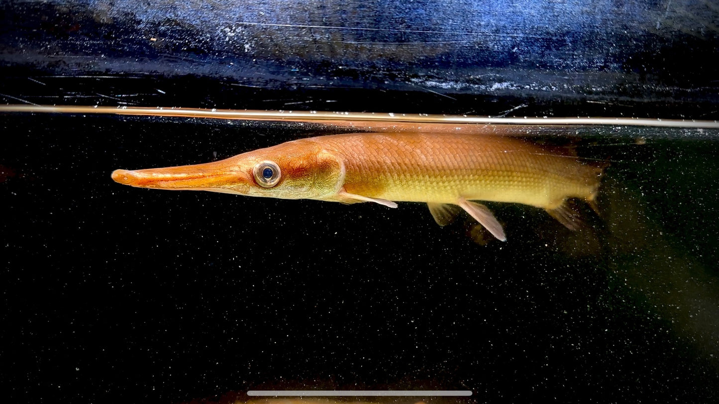 Cuban Gar 30cm