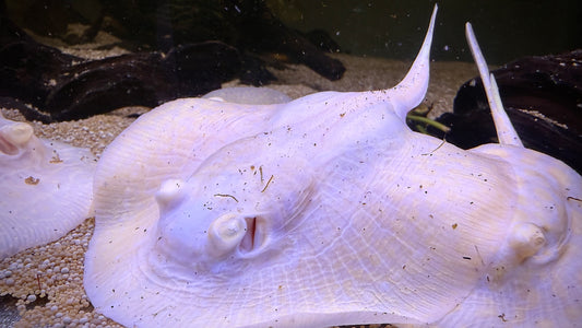 Albino Goldenbase Panda Pearl Female 12cm