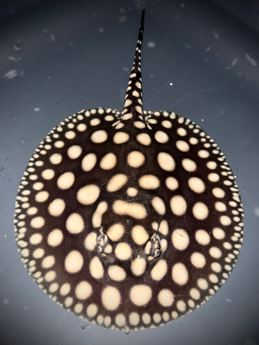 BD HYBRID FEMALE 16CM - POTAMOTRYGON SP.