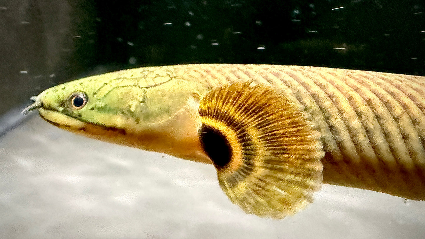 MOKELE-MBEMBE BICHIR 15CM - POLYPTERUS MOKELEMBEMBE