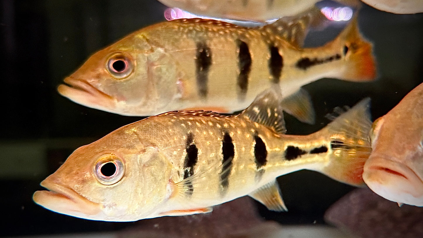 GOLDEN PEACOCK BASS 13CM - CICHLA KELBERI