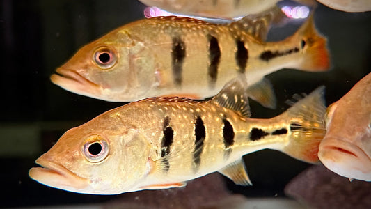 GOLDEN PEACOCK BASS 13CM - CICHLA KELBERI