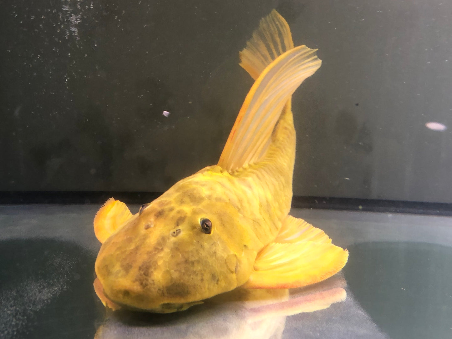 Luteus 45cm (ask for availability)