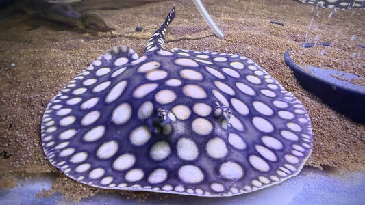 HENLEI x BLACKDIAMOND LEOPOLDI MALE 16CM - POTAMOTRYGON SP.