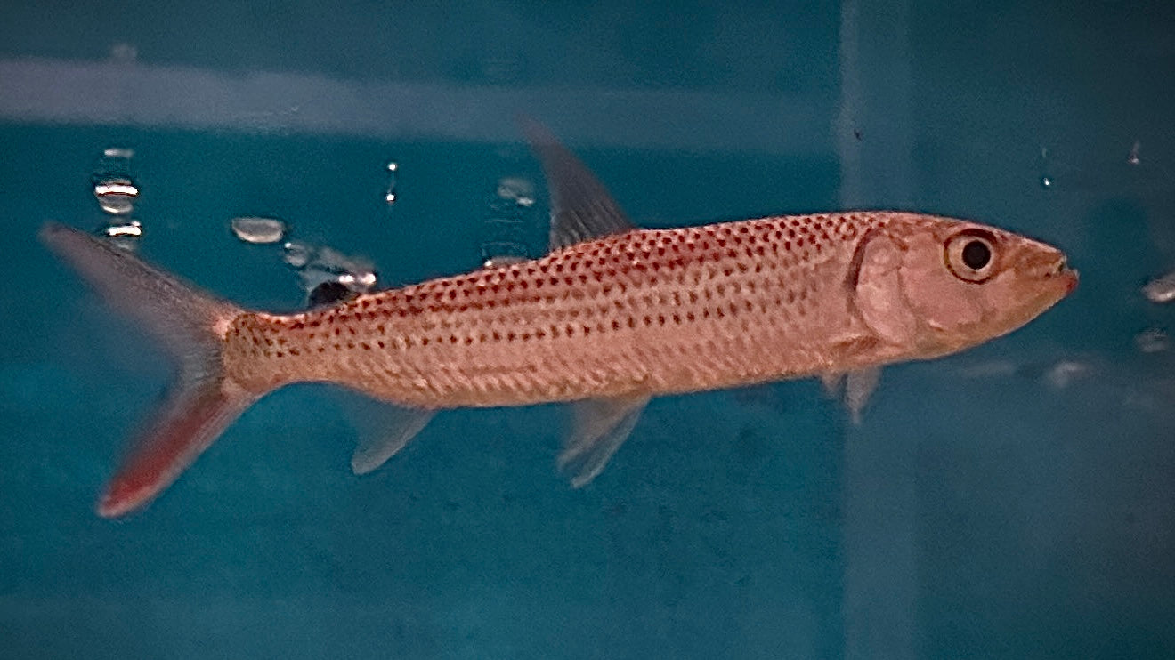 Vittatus Tigerfish 12cm