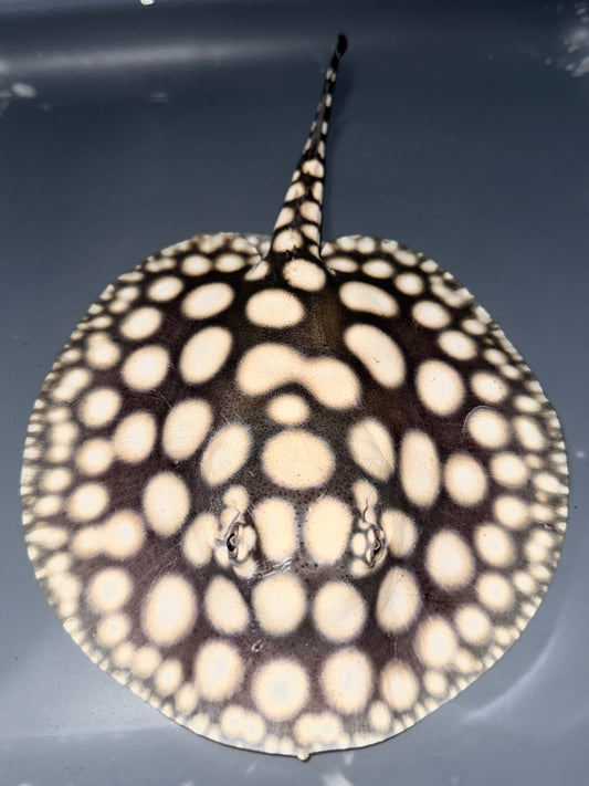 Superwhite female 16cm