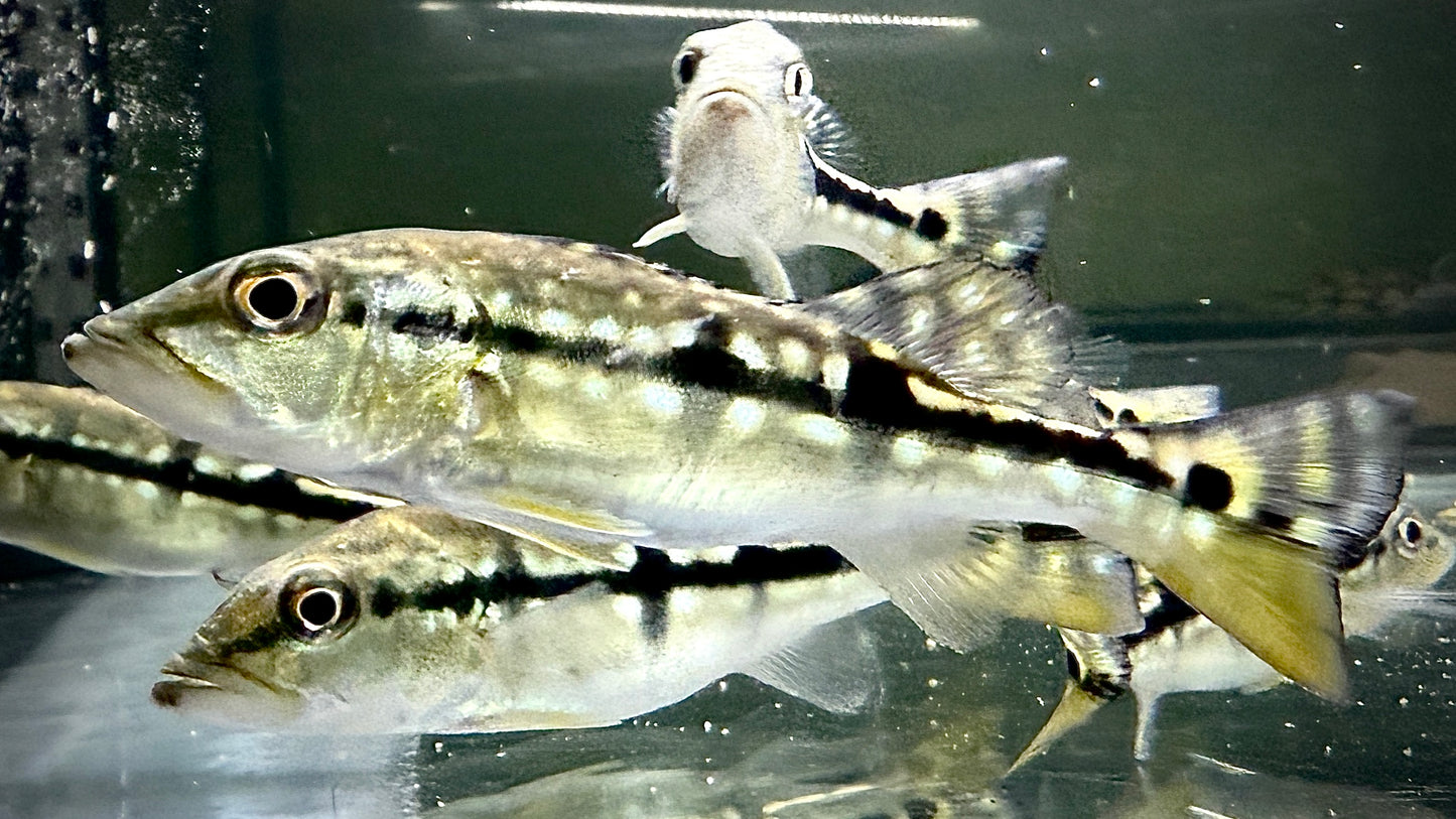 SPECKLED PEACOCK BASS 13CM - CICHLA TEMENSIS