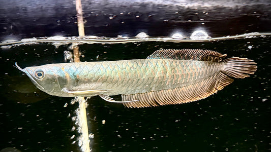 Silver Arowana 25cm (no dropeye)