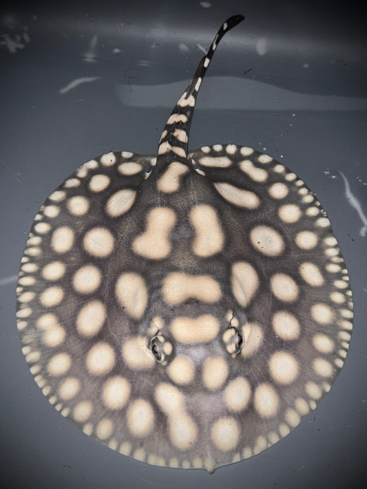 SAO FELIX BD x HENLEI MALE 15CM - POTAMOTRYGON SP.