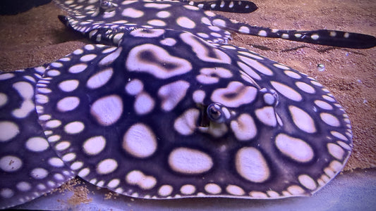 HENLEI x BLACKDIAMOND LEOPOLDI MALE 18CM - POTAMOTRYGON SP.