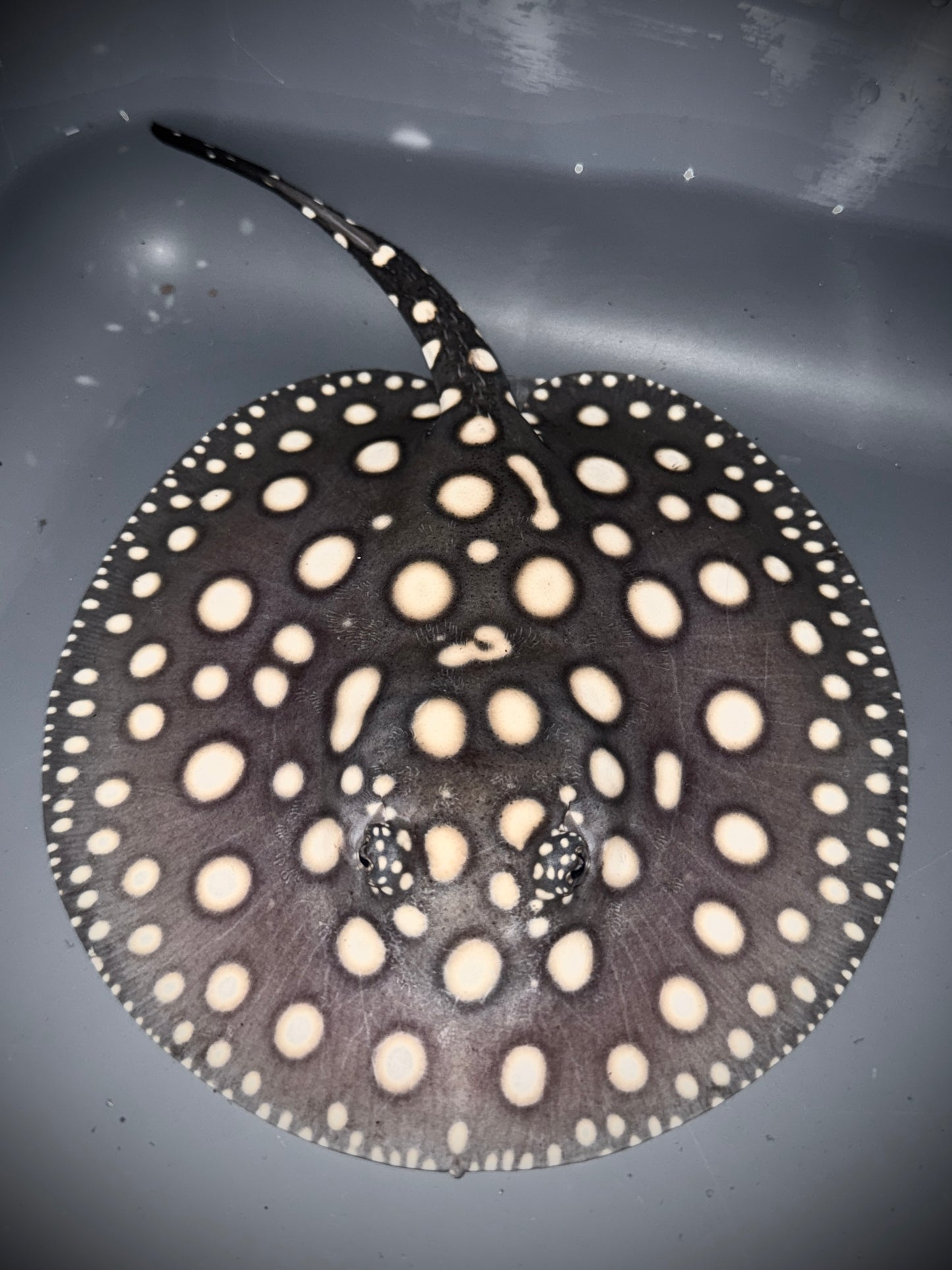 BLACK DIAMOND FEMALE 16CM - POTAMOTRYGON LEOPOLDI (pure wild bloodline guaranteed)
