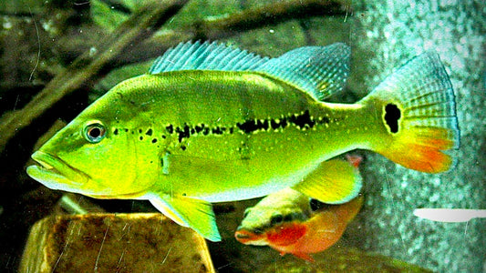 XINGU PEACOCK BASS 40-45CM - CICHLA MELANIAE
