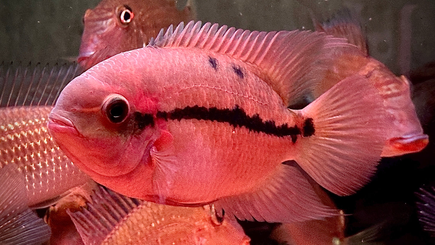 Emerald cichlid 15cm (wild)