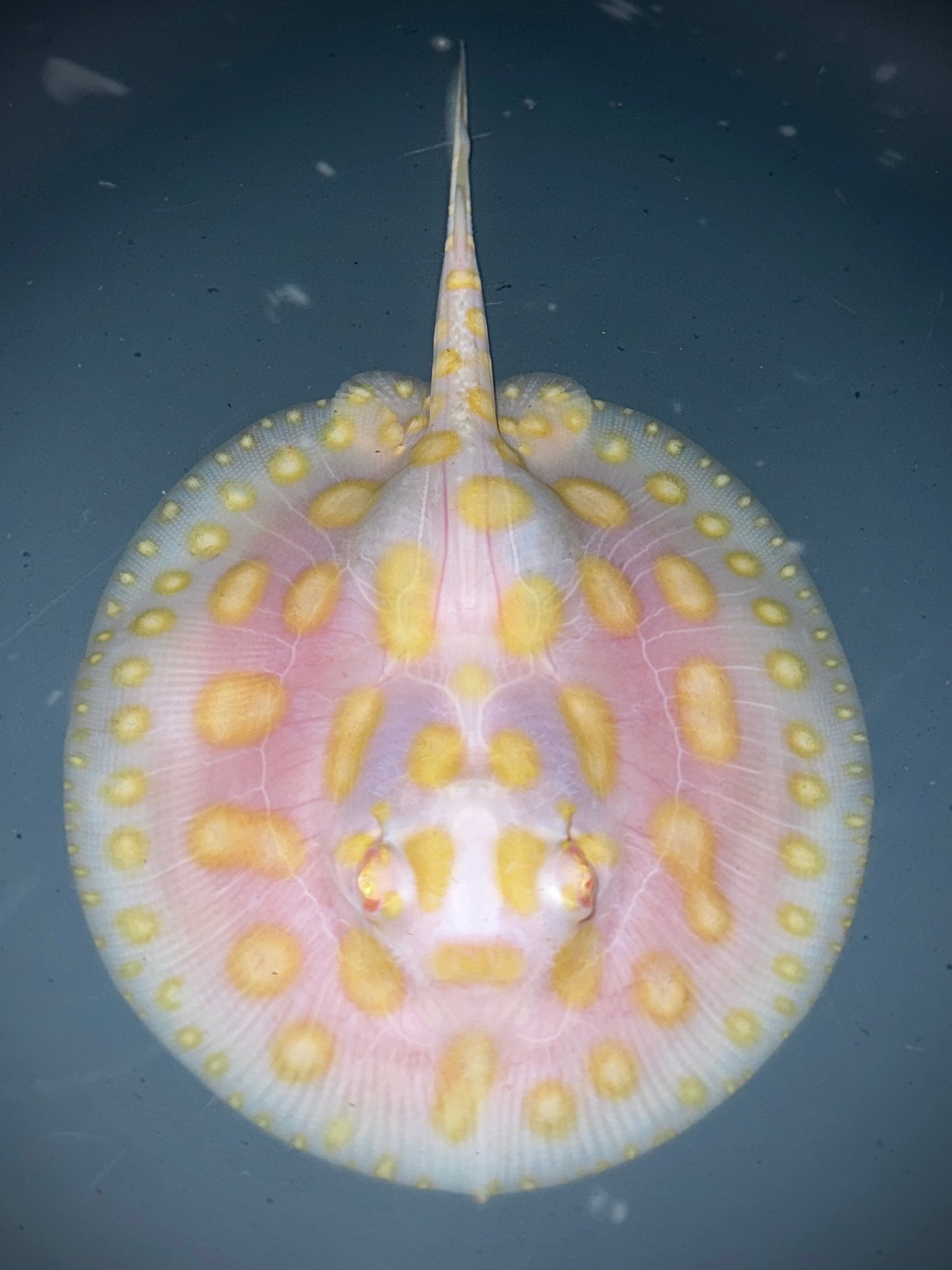 ALBINO SAO FELIX BLACKDIAMOND LEOPOLDI MALE 13CM - POTAMOTRYGON LEOPOLDI (superrare)