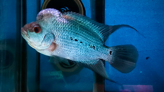 Thai Silk Flowerhorn 17cm