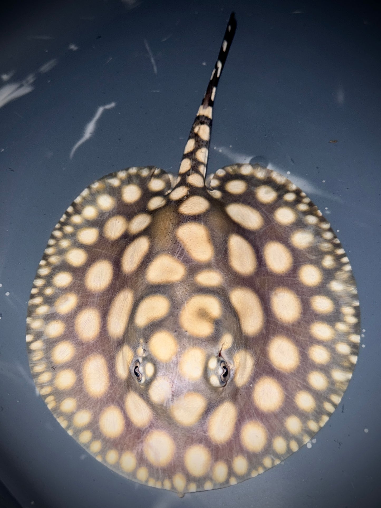 SAO FELIX BD x HENLEI MALE 15CM - POTAMOTRYGON SP.