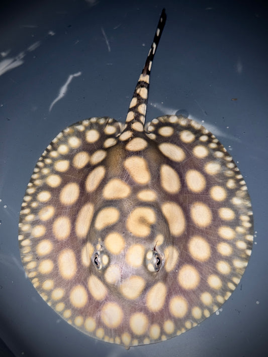SAO FELIX BD x HENLEI MALE 15CM - POTAMOTRYGON SP.