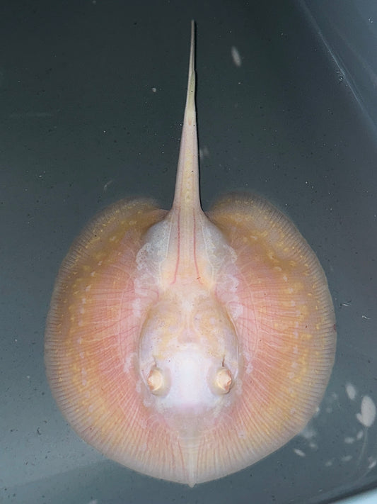 Albino Panda Pearl Male 11cm