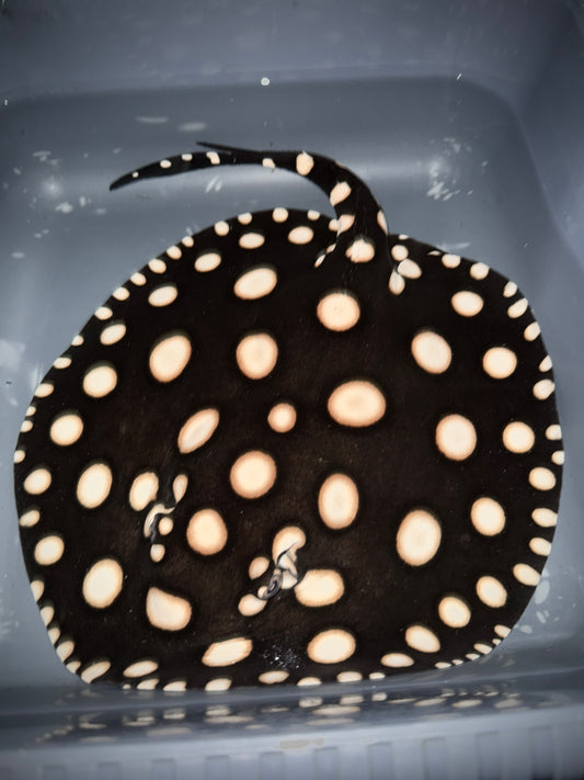 BD Hybrid Female 30cm (perfect clean spotting)